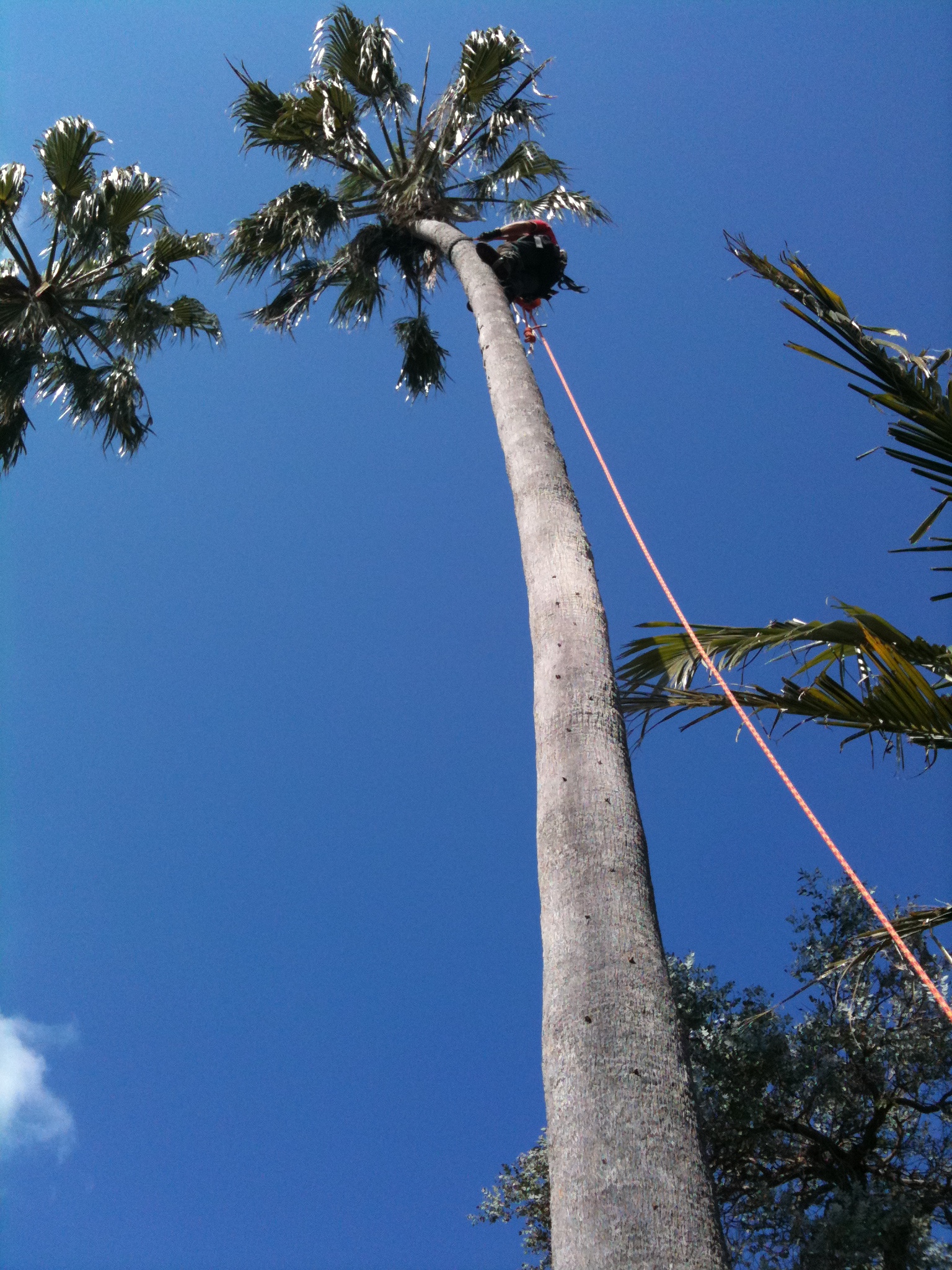Palm tree removal in Clovelly